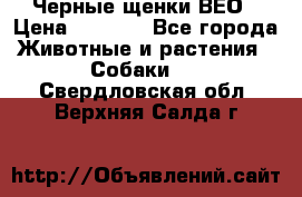 Черные щенки ВЕО › Цена ­ 5 000 - Все города Животные и растения » Собаки   . Свердловская обл.,Верхняя Салда г.